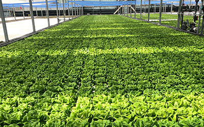 Rows of butterhead lettuce inside a greenhouse.