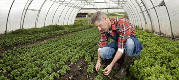 Farmer in greenhouse tending to plants