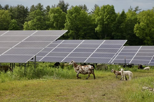 Agrivolatic solenergiprojekt integrerer husdyrgræsning med vedvarende energiproduktion.