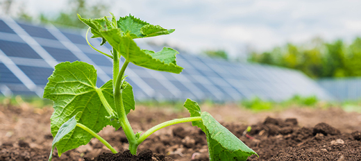 plant growing in front of solar panel