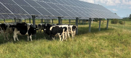 herd of cows under solar panels