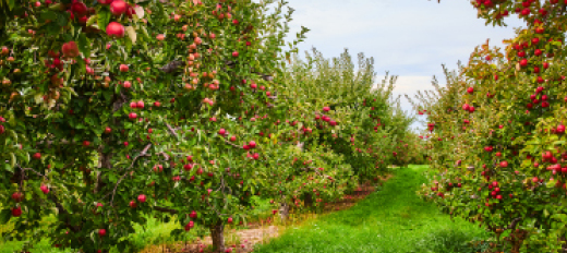 apple orchard