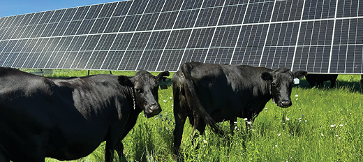 cows on a solar farm