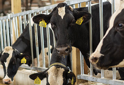 Heads of four dairy cows sticking out through bars in the corral, one looking straight into the camera.