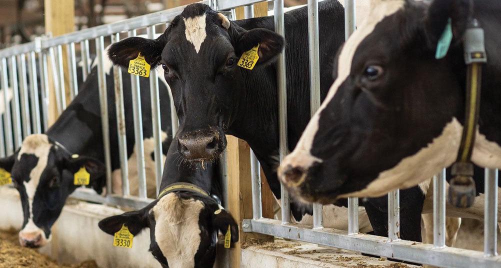 Heads of four dairy cows sticking out through bars in the corral, one looking straight into the camera.