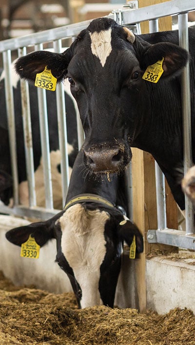 Heads of four dairy cows sticking out through bars in the corral, one looking straight into the camera.