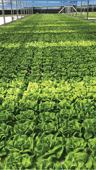Rows of lettuce in a  greenhouse.