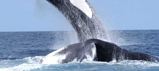 Whale breaching ocean