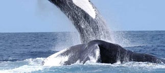 Whale breaching ocean