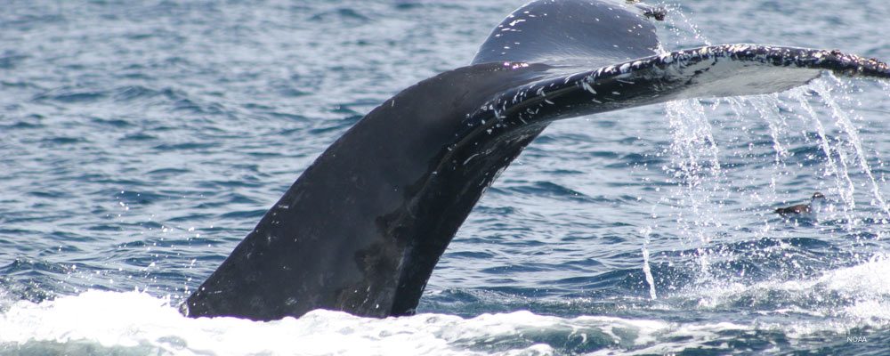 Whale tail breaching water