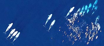 Aerial view of dolphins swimming