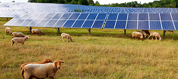 Solar and sheep