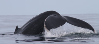 Whale tail breaching